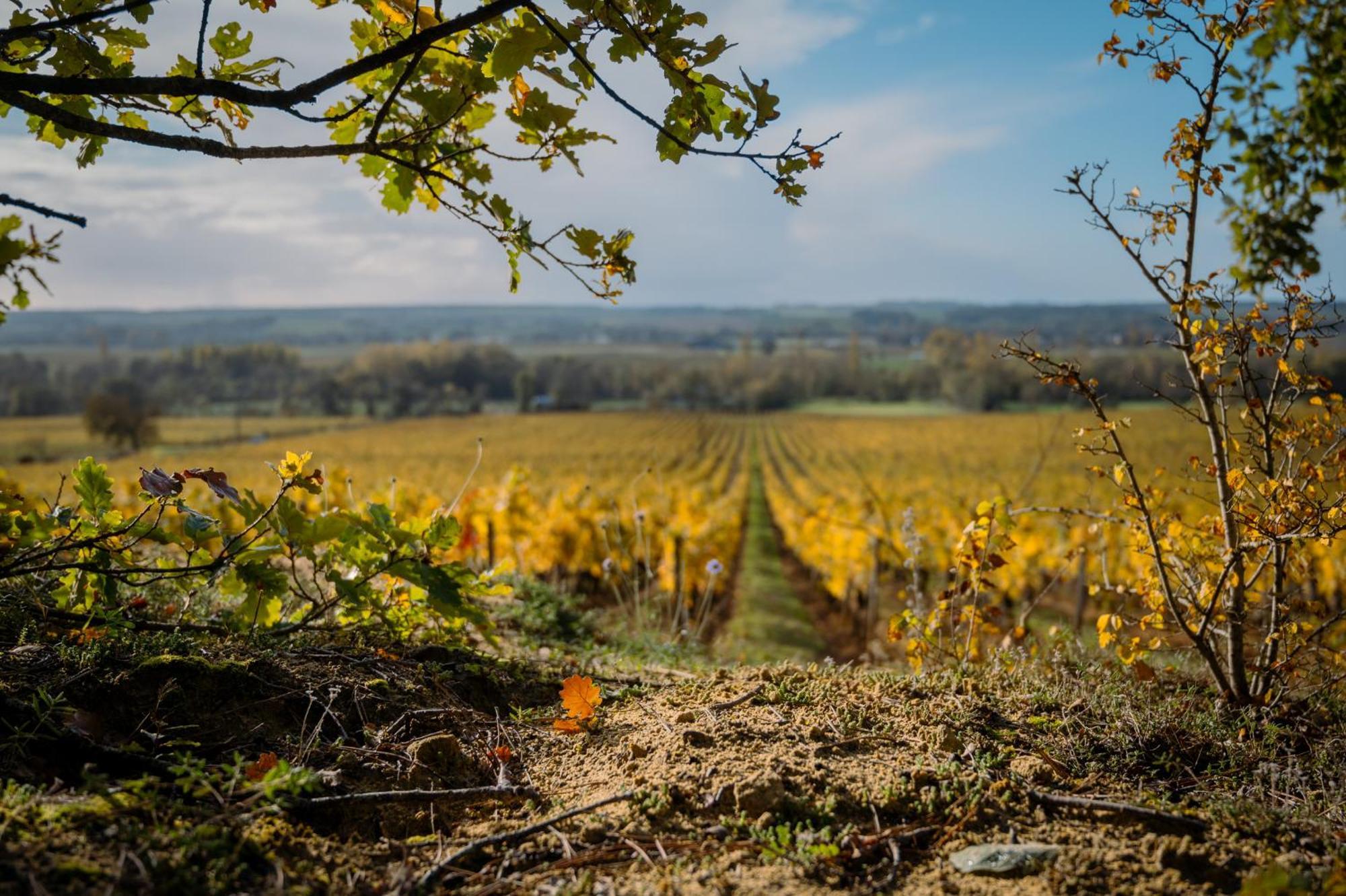 Domaine de Beauséjour Panzoult Esterno foto
